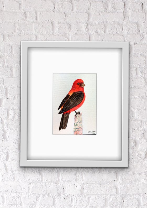 Scarlet Tanager