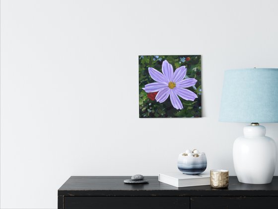 Purple Cosmos Flower