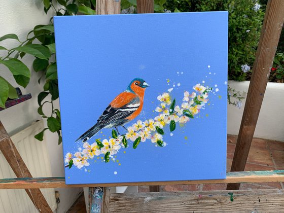 Chaffinch and blossom