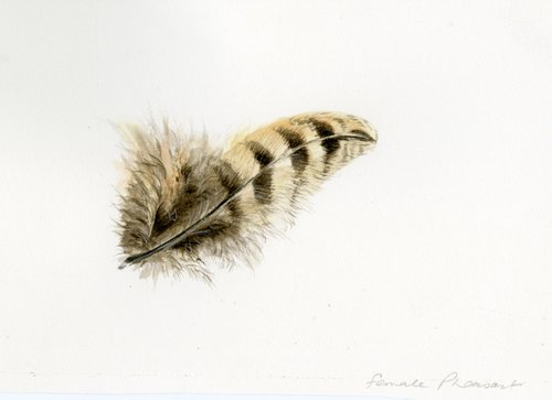 Pheasant feather by Una Hurst