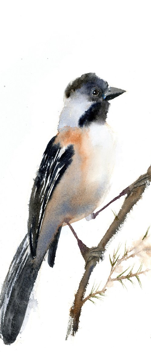 Black-Capped Chickadee by Olga Tchefranov (Shefranov)