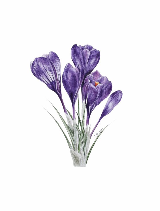 Crocuses