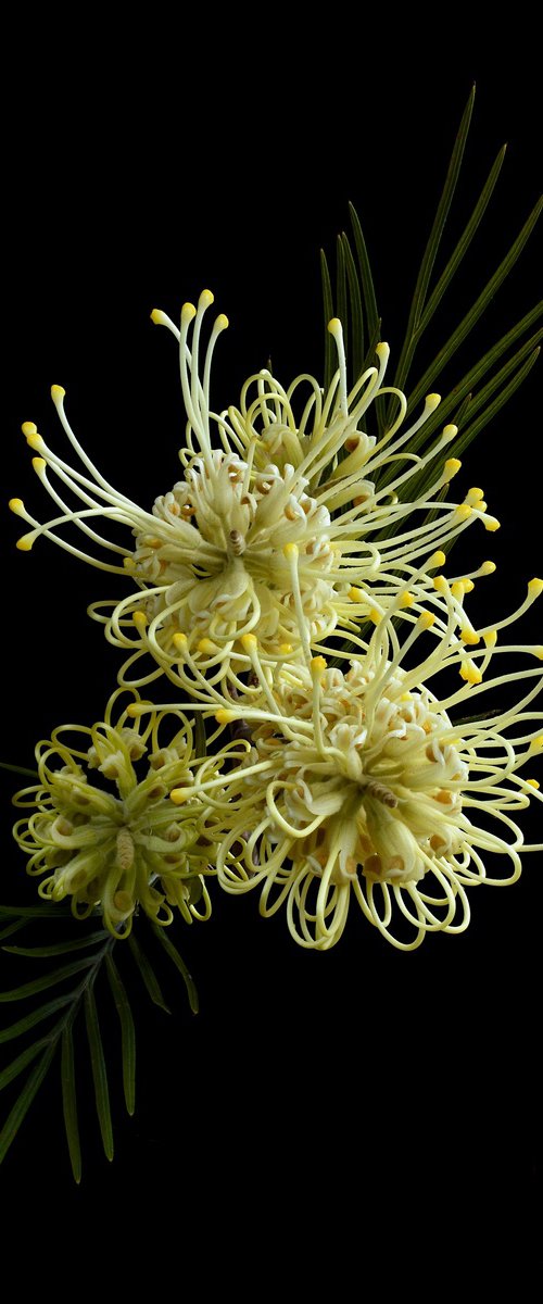 Grevillea Moonlight by Nadia Culph