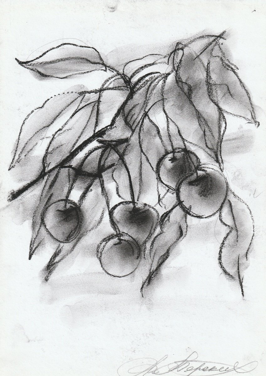 Botanical Charcoal Drawing By Anastasia Terskih, 8 X 12, Cerasus, Original Artwork