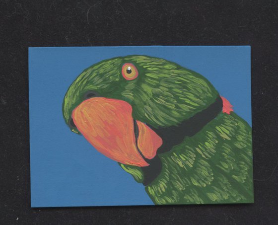 ACEO ATC Original Miniature Painting Indian Ringneck Parakeet Pet Bird Art-Carla Smale