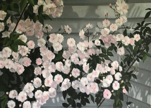 Roses and Shadows by Alison Chambers