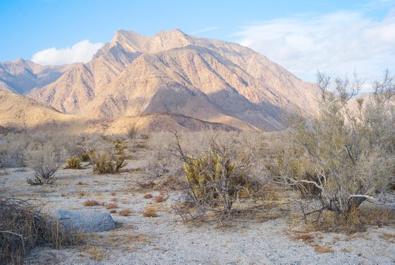 Anza Borrego #1
