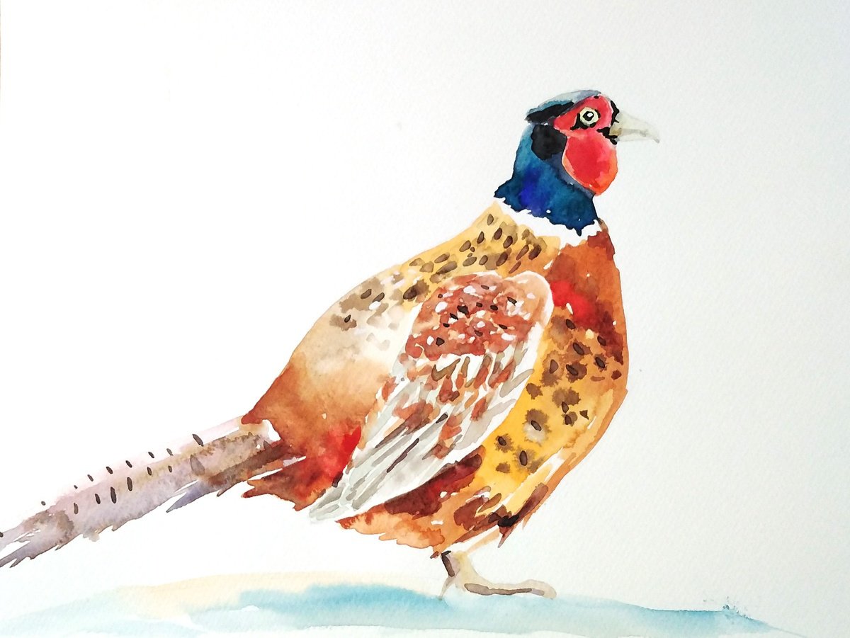 Pheasant bird watercolor by Tanya Amos