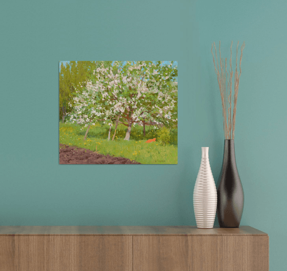 Apple tree bloom