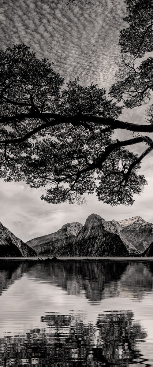 Canopy Over The Fiord by Nick Psomiadis