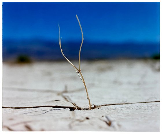 Florescence, Panamint Valley, Death Valley National Park, California