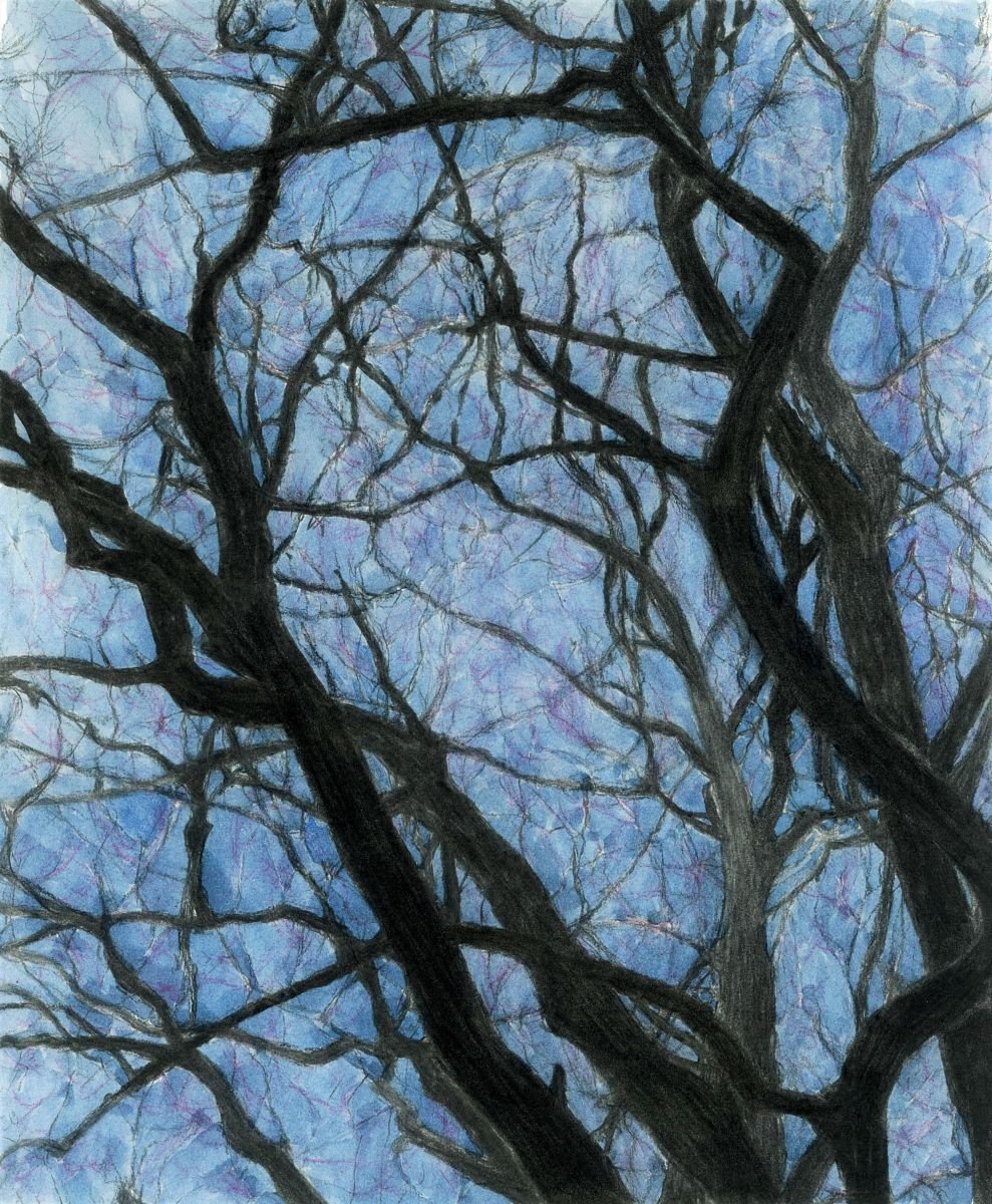BETWEEN BRANCHES (Twilight) by Nives Palmic