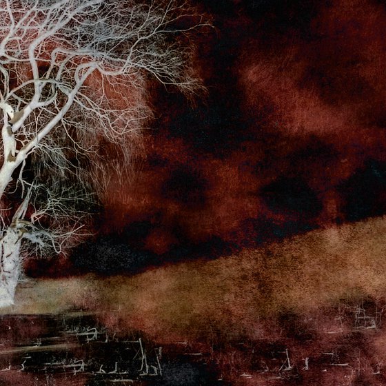 Ghost Tree - 24 x 16" -  After Series