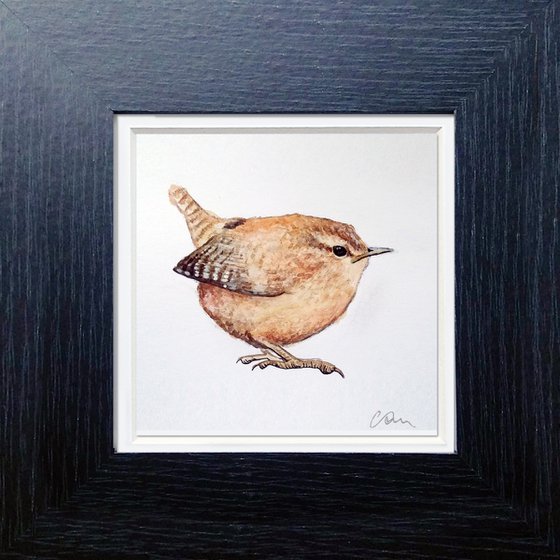 Wren in Watercolour