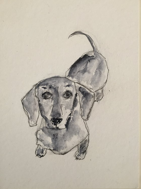 Sausage dog sketch