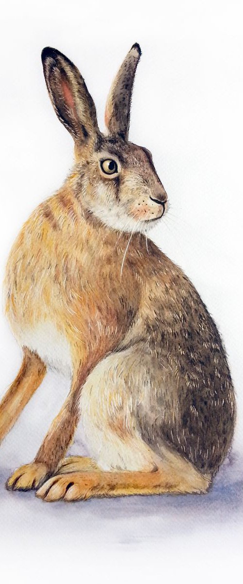 Brown Bunny#2 by Olga Beliaeva Watercolour