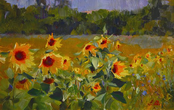 Sunflowers. Study