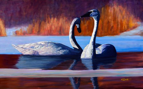Morning Trumpets - Trumpeter swans by Jason Edward Doucette