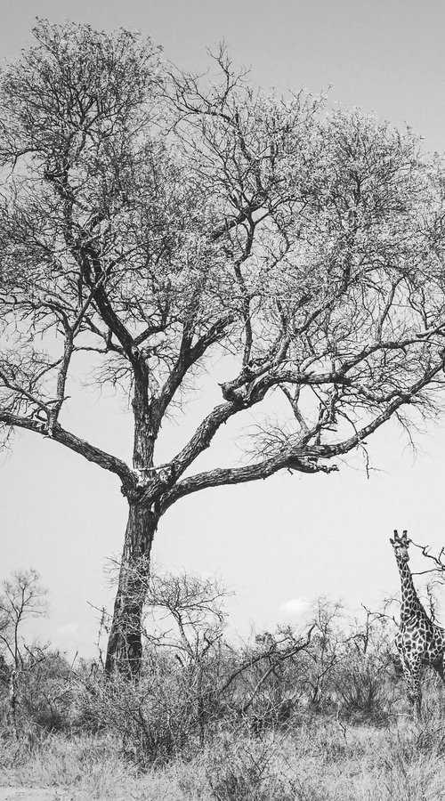 THE GIANT OF SAVANA by Fabio Accorrà