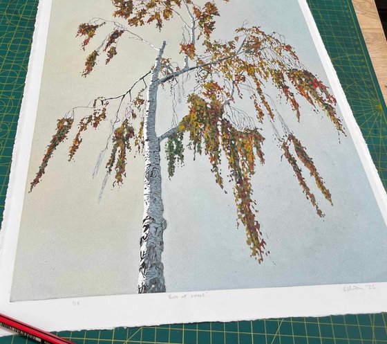 Birch at Sunset linocut