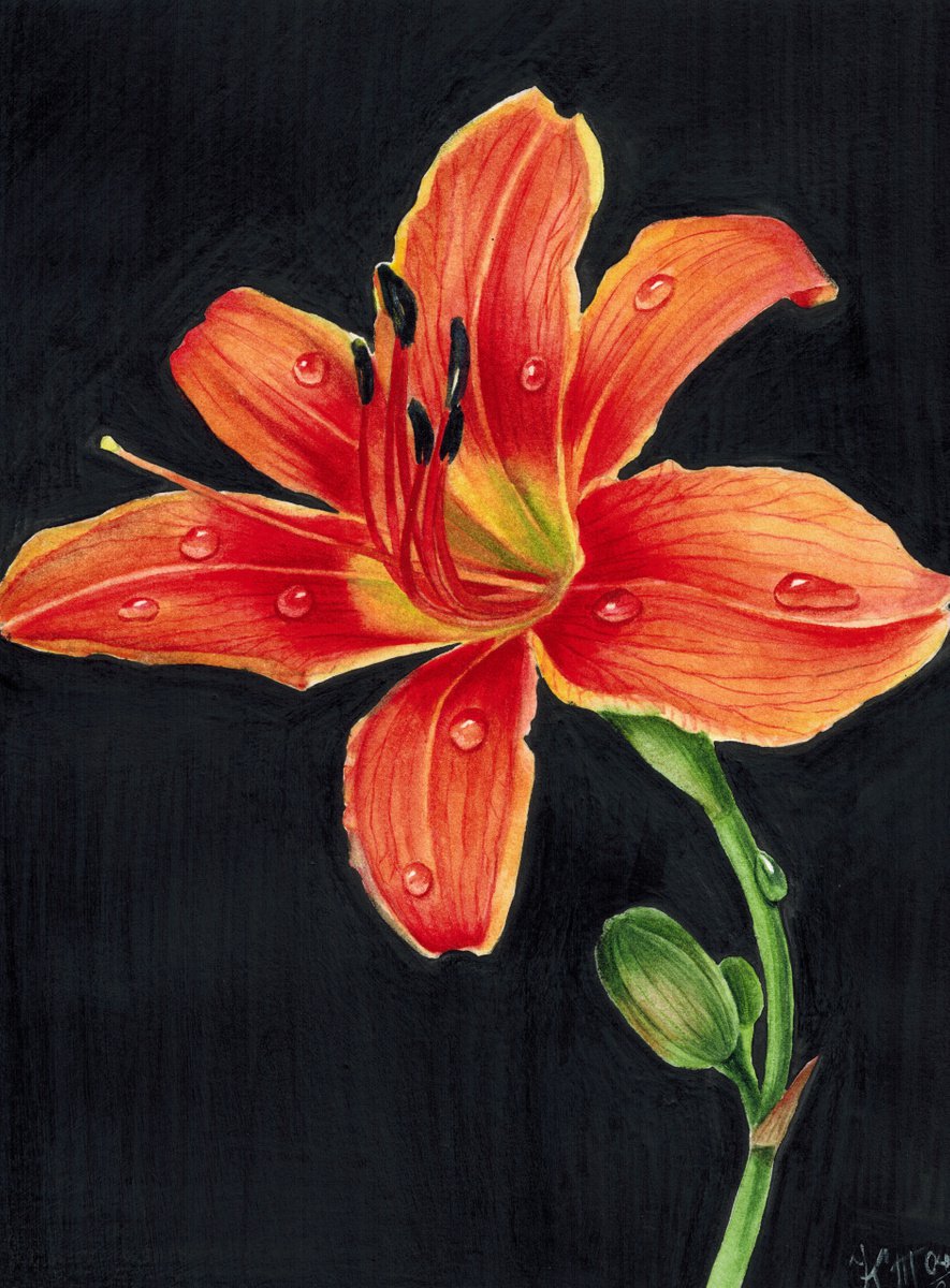 Orange daylily flower with dew drops on black background Botanical watercolor illustration by Ksenia Tikhomirova