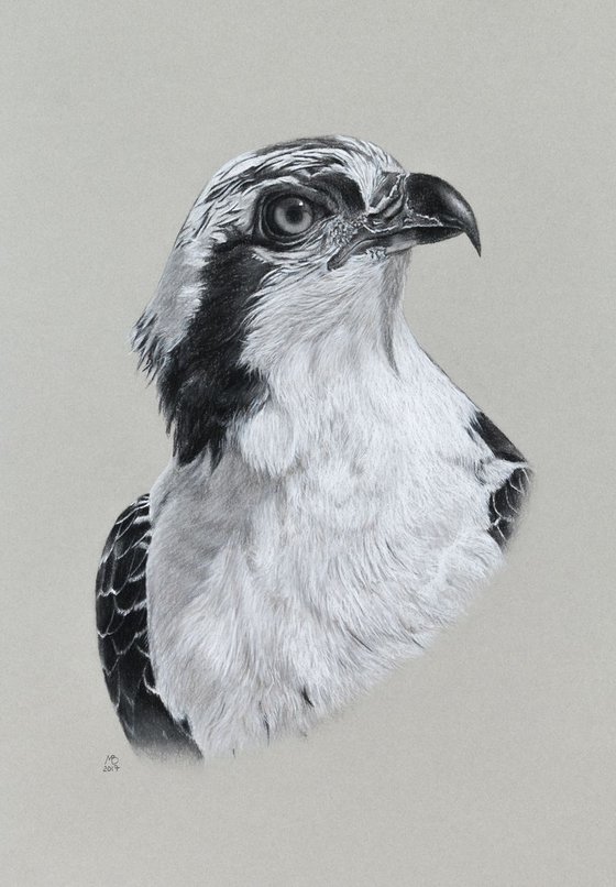 Original pastel drawing "Osprey portrait"