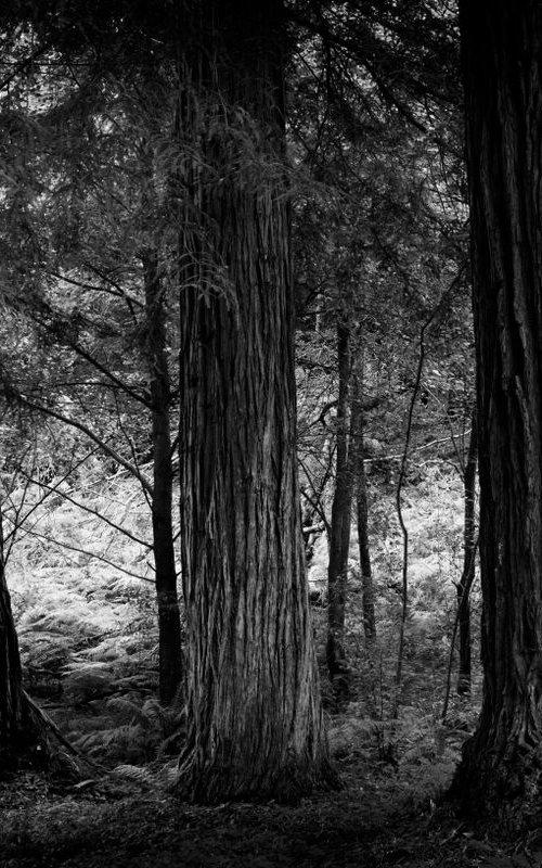 Three Trees by Neil Hemsley
