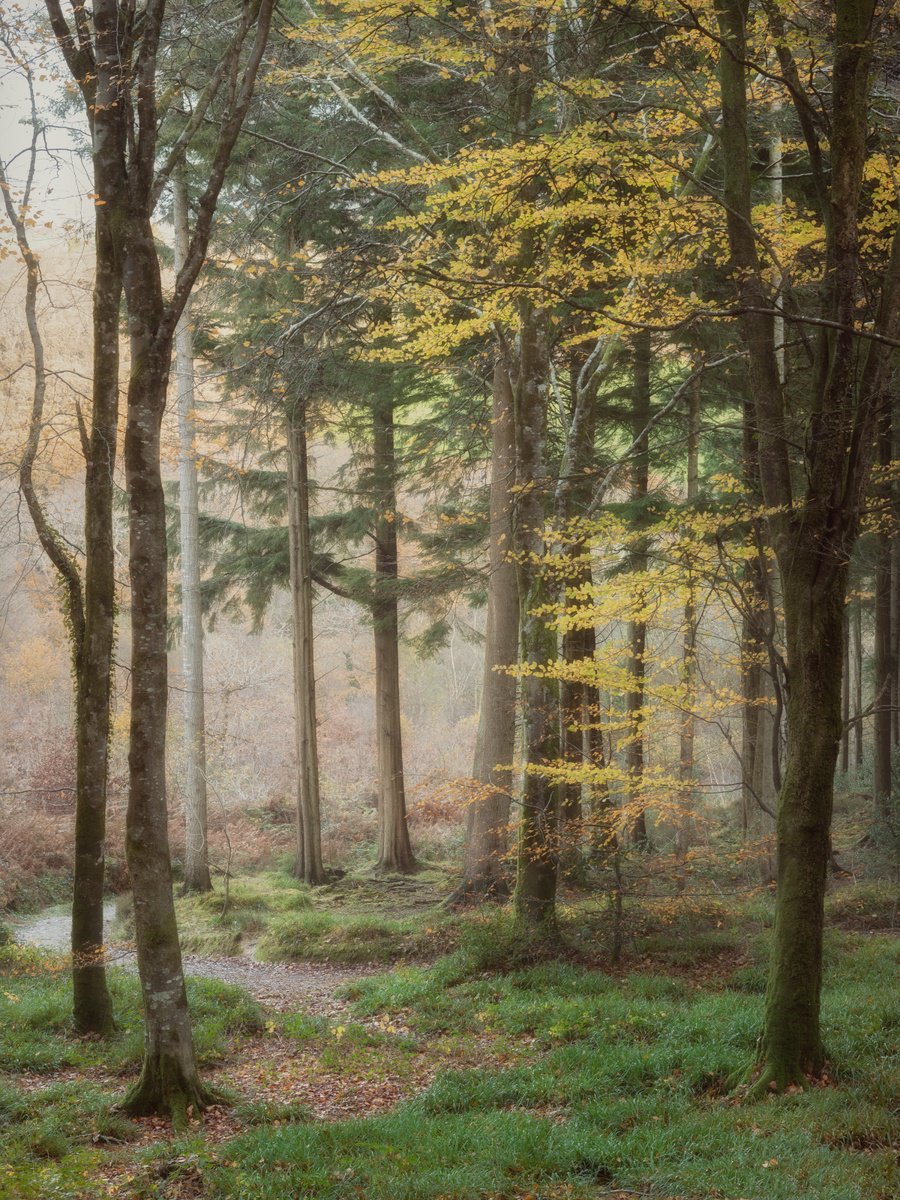 Idless autumnal path by Paul Nash