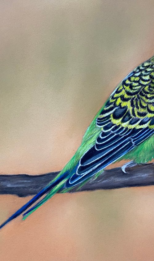 Budgie by Maxine Taylor