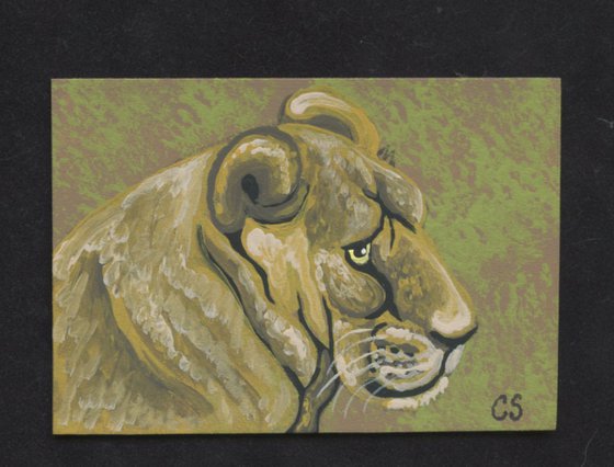 ACEO ATC Original Painting Lioness Big Cat Wildlife Art-Carla Smale