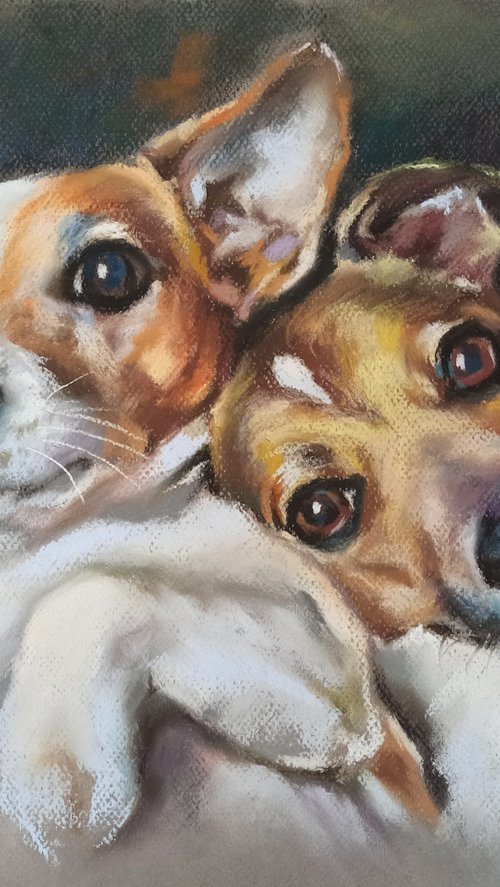 Jack Russell Terriers by Magdalena Palega