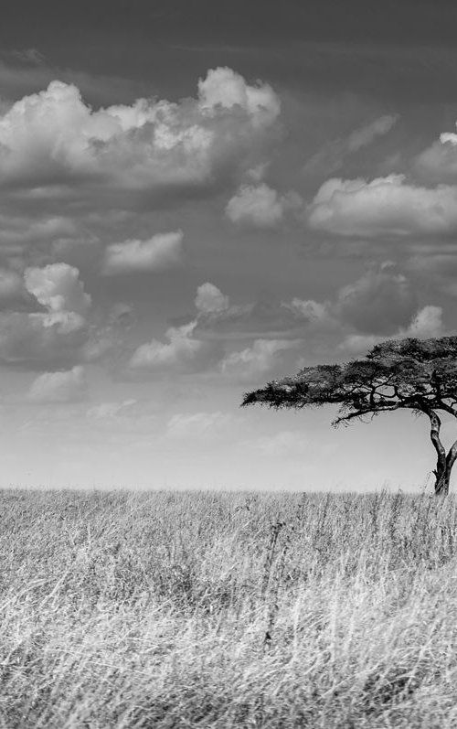 ONE SERENGETI SAVANNAH TREE LIMITED EDITION 2/20 by Levi Mendes