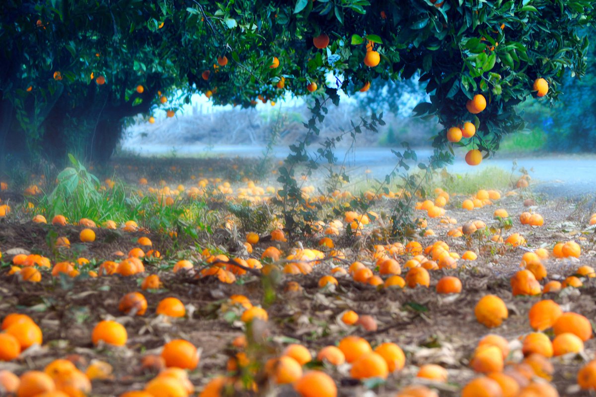Photorealistic Botanical Photograph By Emily Kent, 37 X 25, Orange Row, Original Artwork
