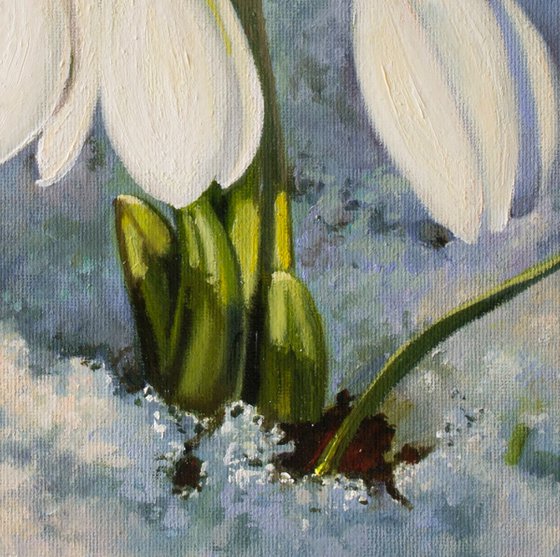 Snowdrops