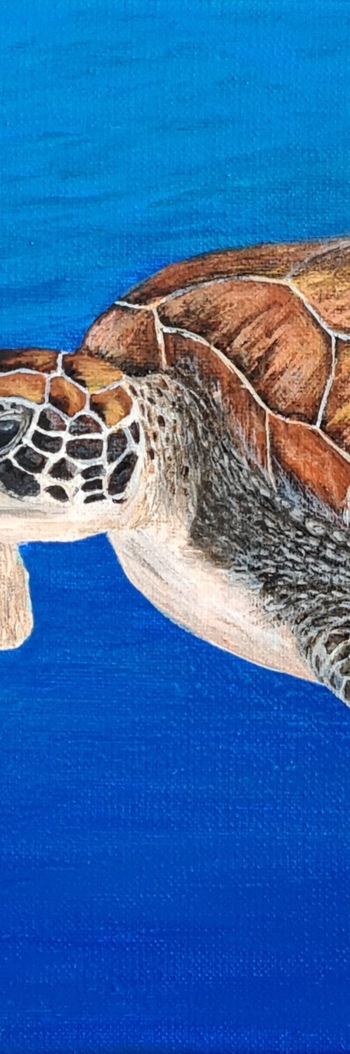 Seaturtle by Denise Martens