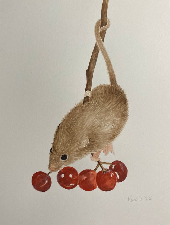 Harvest mouse with cherries