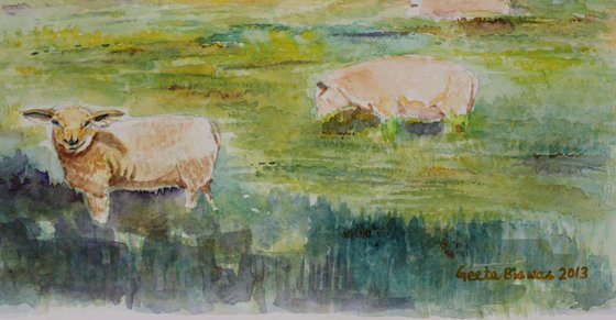 Sheep In Pasture