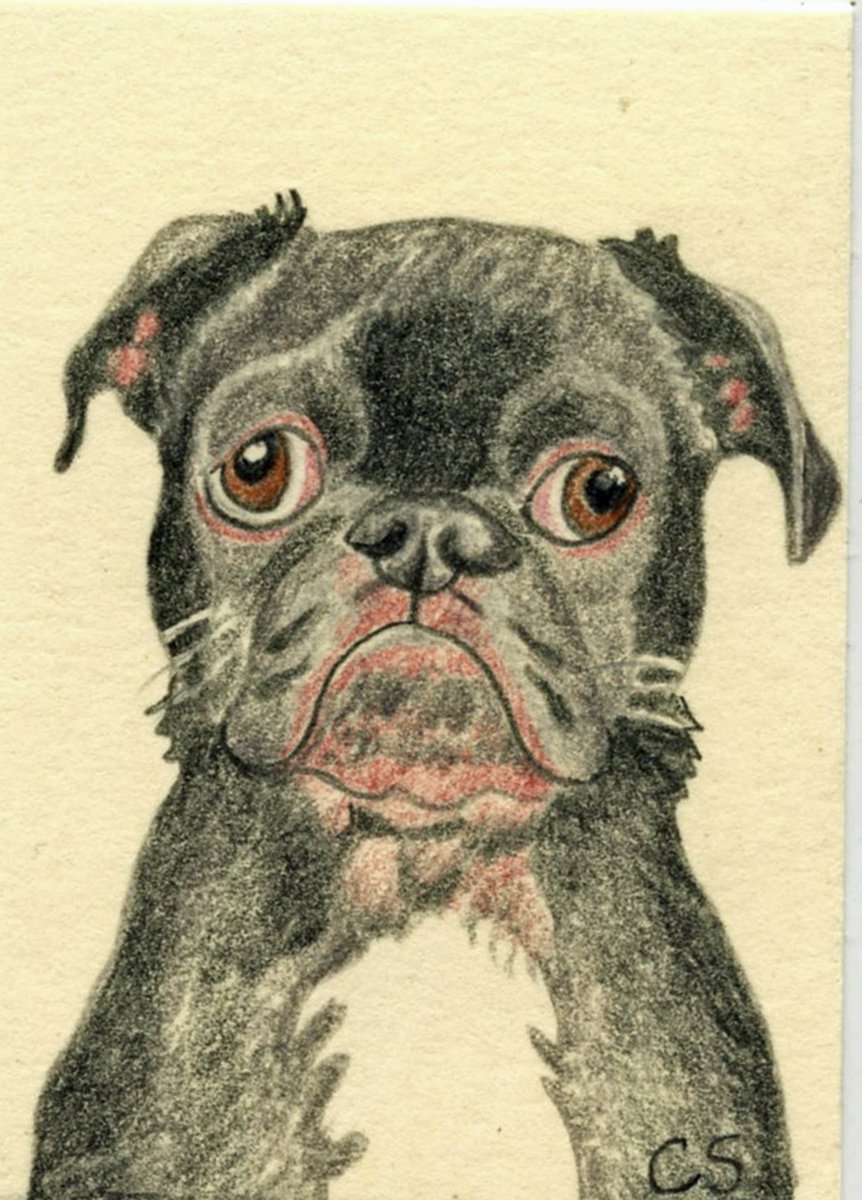 ACEO ATC Original Miniature Drawing Black Pug Pet Dog Art-Carla Smale by carla smale