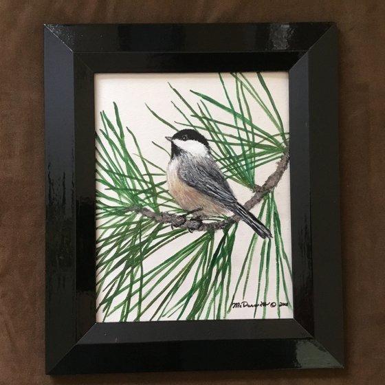 WHITE PINE CHICKADEE 10X8 Acrylic (SOLD)