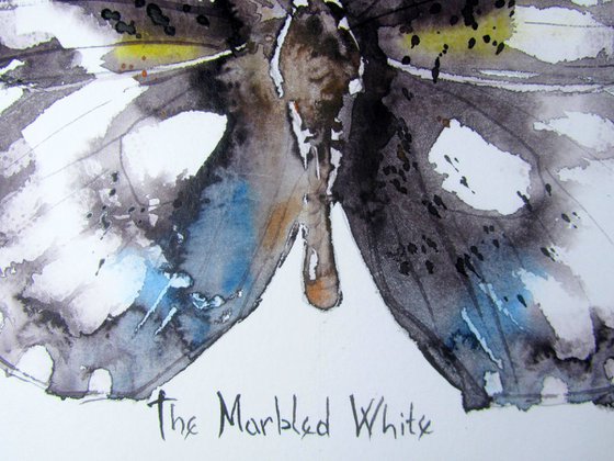 The Marbled White (Melanargia galatea)