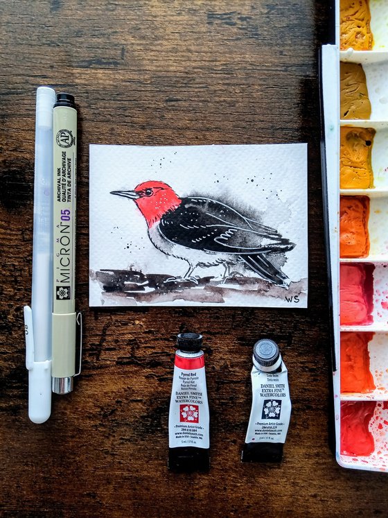 Red-headed woodpecker #4