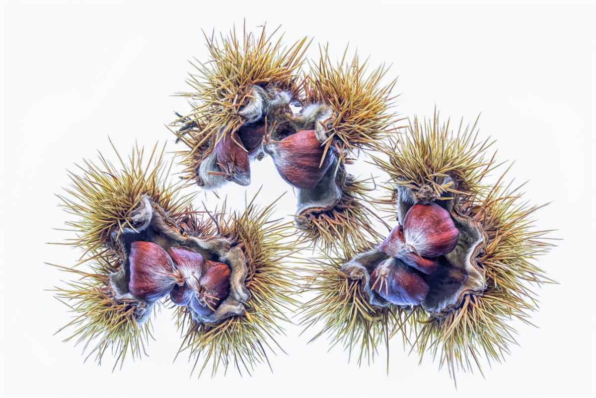Photorealistic Photograph , Chestnuts By Paul Nash, 24 X 16, Artwork For Sale On Artfinder