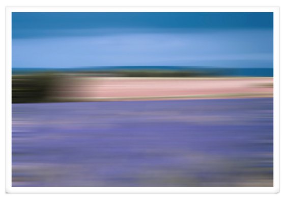 LAVENDER IN PROFUSION