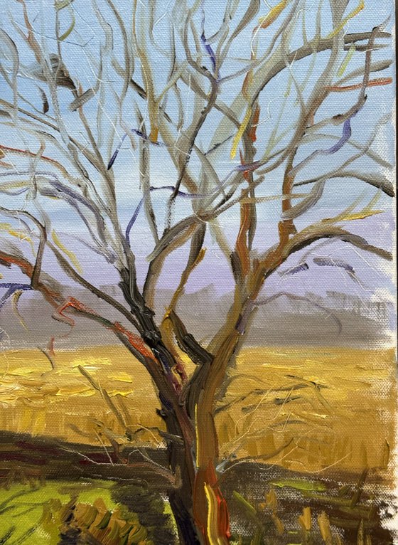 Lone Tree in a March Field
