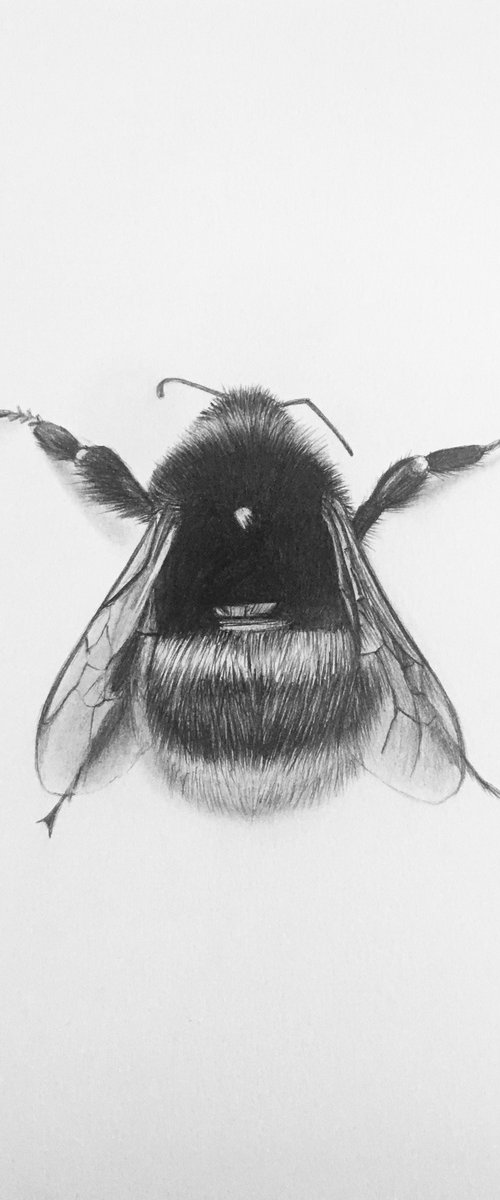 Bumblebee by Amelia Taylor