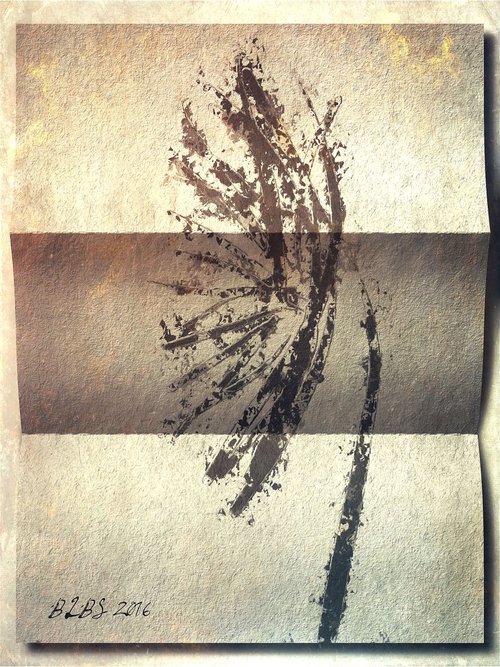 Wildflower on Folded Paper by Barbara Storey