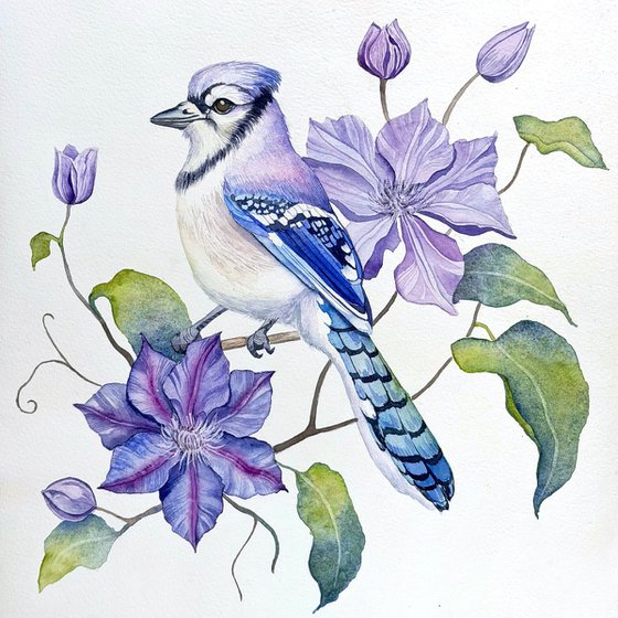 Blue Jay with Clematis