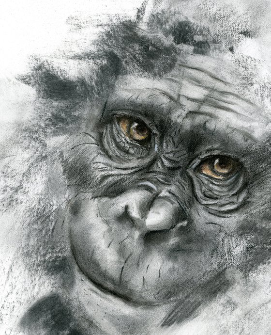 Monkey portrait (2) - Charcoal drawing