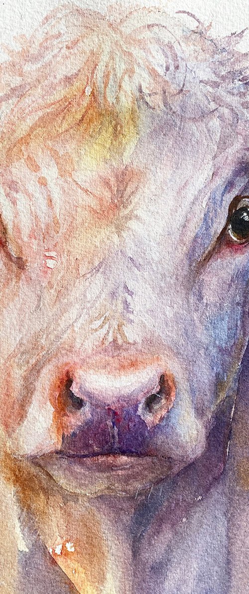 Lilac and Amber_cow by Arti Chauhan