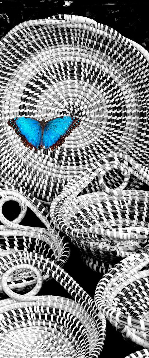 BLUE BUTTERFLY EFFECT Charleston SC by William Dey